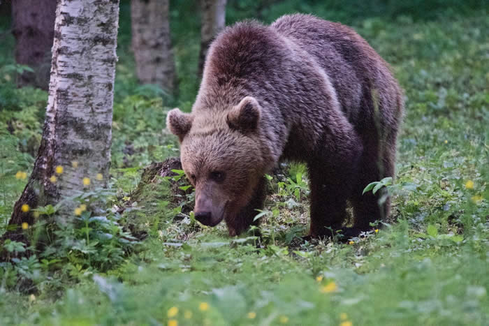 brown bear, Estonia (Cheryl Hunt)