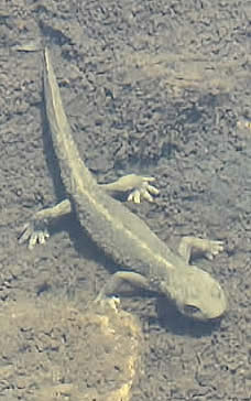 Pyrenean brook newt (Julian Lawrence)