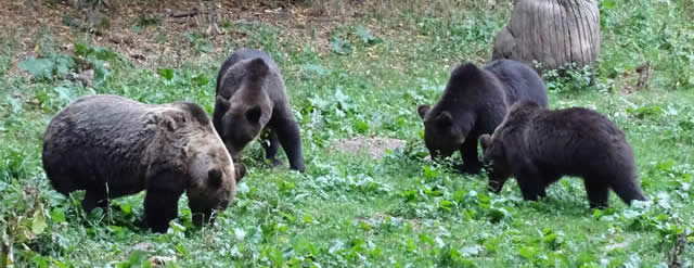 Brown bears (Everard Daniel)