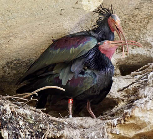Northern bald ibises