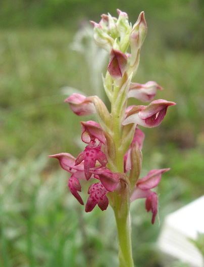 bug orchid