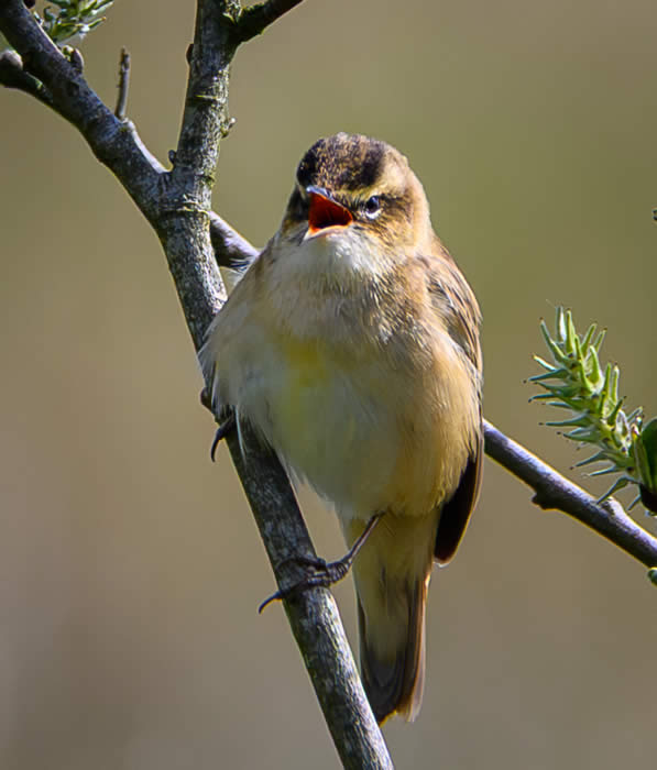 Sedge warbler (Nigel Harris)