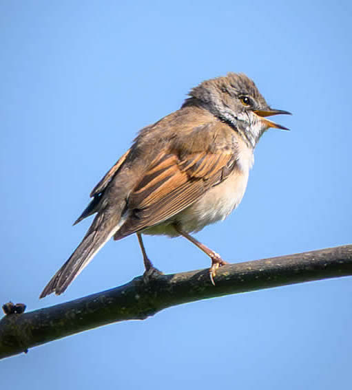 Whitethroat (Nigel Harris)