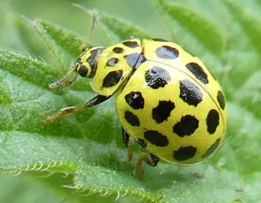 22 spot ladybird