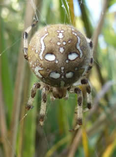 Araneus quadratus