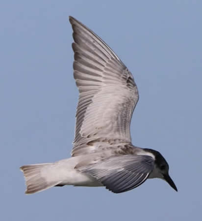 whiskered tern (Neil Storey)
