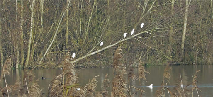 5 little egrets