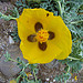 Yellow-horned poppy, Plakias