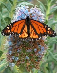 Monarch on pride-of-Madeira