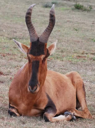 red hartebeest