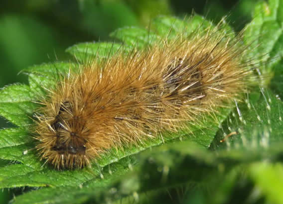 Ruby Tiger Moth caterpillar