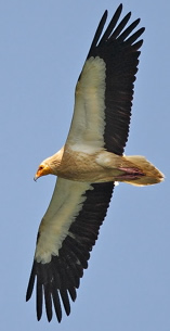Egyptian vulture (Steve Fletcher)