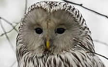 Ural owl