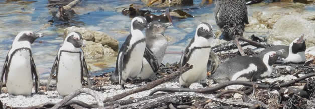 African penguins