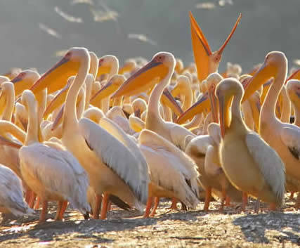 white pelicans