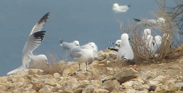 Audouin's gulls