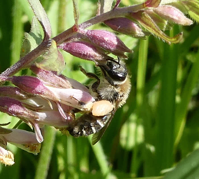 Red bartsia bee (Susan Weeks)