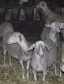 brebis sheep in barn