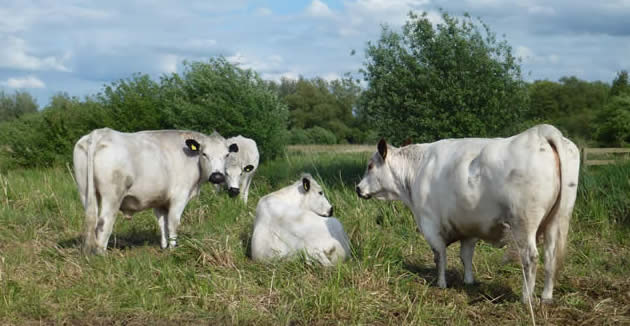 British white cattle