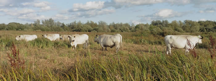 British whites