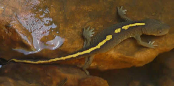 Pyrenean brook newt