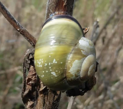 brown-lipped snail Cepaea nemoralis