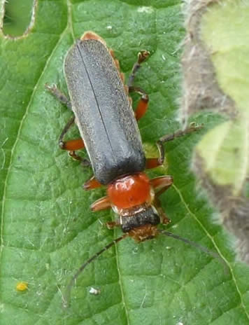 Cantharis nigricans, a soldier beetle.