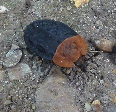 Carrion beetle Oiceoptoma thoracium