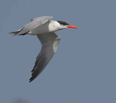 Caspian tern (Christopher Hall), Falsterbo