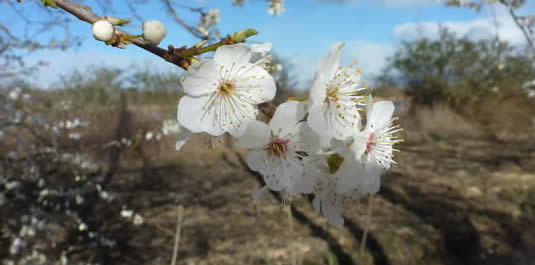 Cherry plum