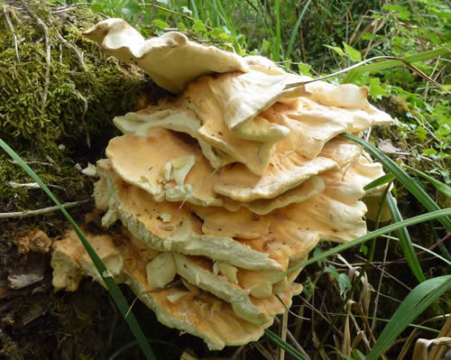 chicken of the woods