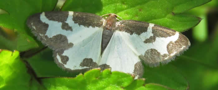 clouded border moth