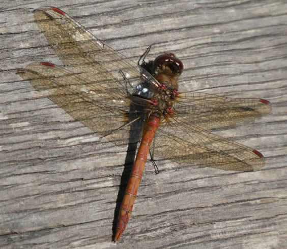 common darter