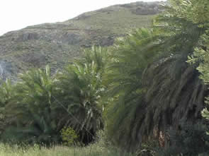 Cretan palms