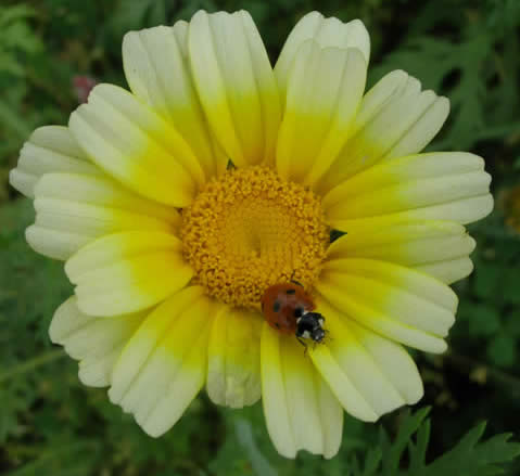 crown daisy var. discolor