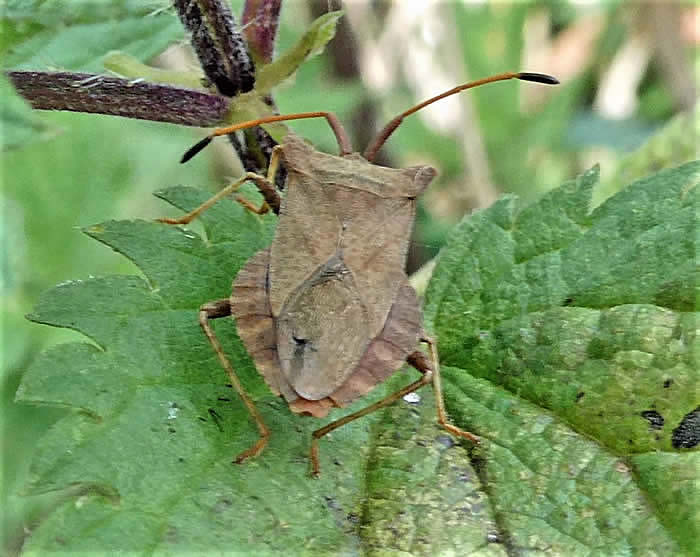 dock shieldbug