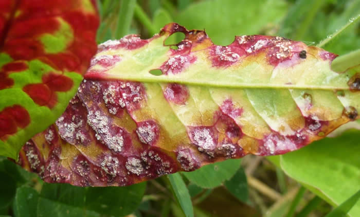 Dock rust Puccinia phragmitis on broad-leaved dock 