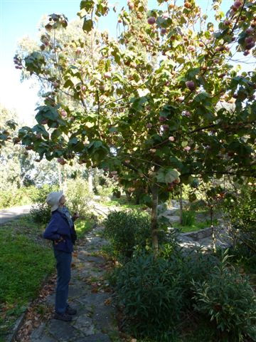 Dombeya × cayeuxii at Huerta Grande
