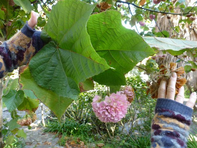 tropical hydrangea leaf