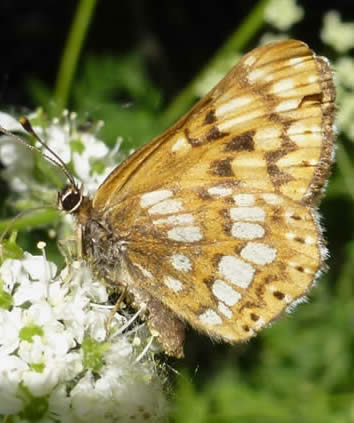 Duke of Burgundy