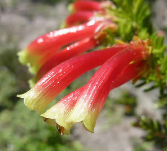 Erica discolor