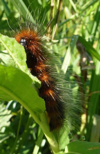 garden tiger moth caterpillar