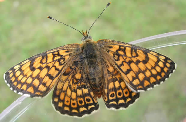 Glanville fritillary