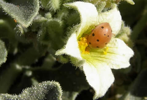 bryony ladybird on squirting cucumber (Helen Crowder)