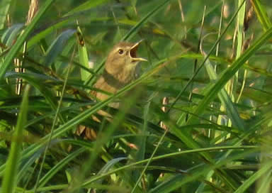 grasshopper warbler (Derek Longe)