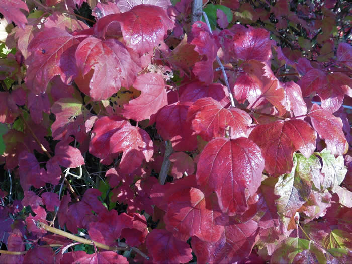 guelder rose