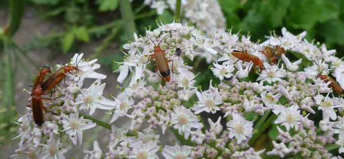 Common red soldier beetles, also known as hogweed bonking beetles, 4 July.