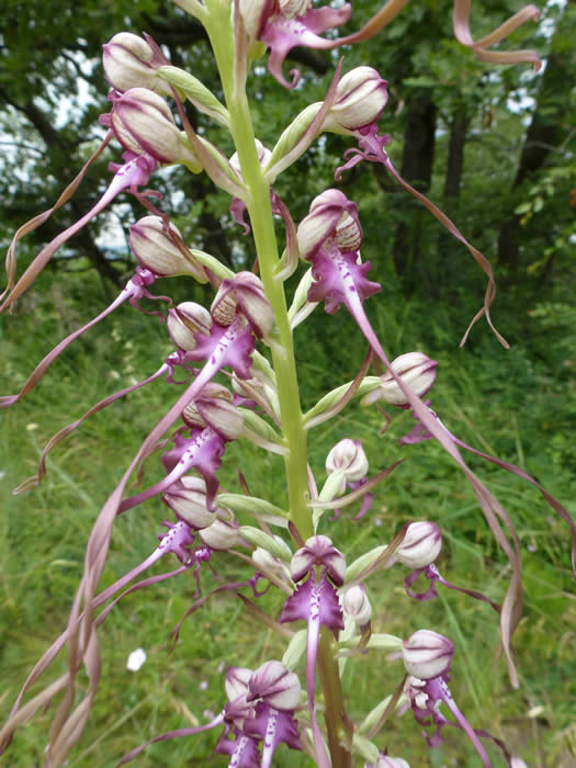 Himatoglossum jankae 