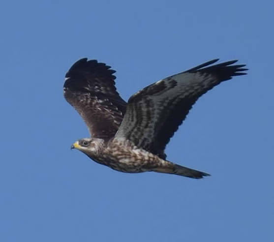 Honey buzzard (Christopher Hall)