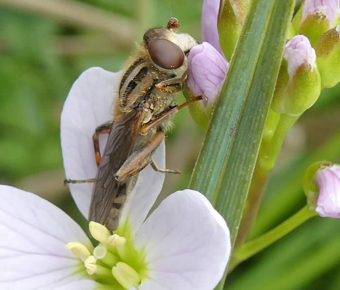 Hoverfly Anasimyia interpuncta 